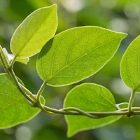 Extracto de melón amargo – Momordicin®